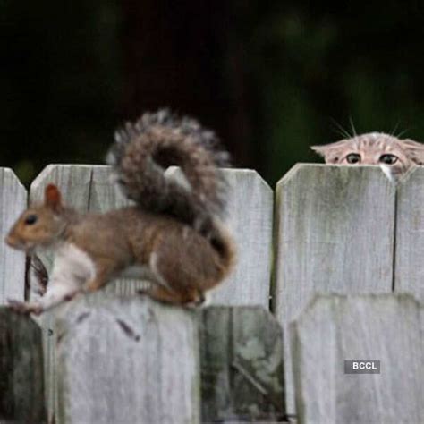 Horribly funny pics of animals Pics | Horribly funny pics of animals ...