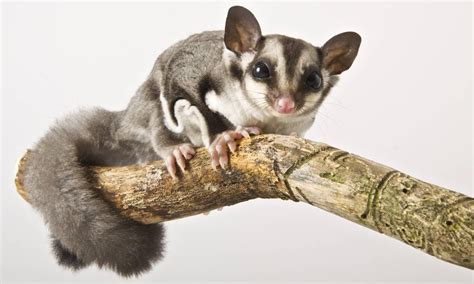 Wingless Animals That Fly in Tamil | பறக்கும் இறக்கையில்லா பிராணிகள் ...