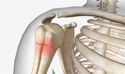 Page 5 | Shoulder anatomy Images - Free Download on Freepik