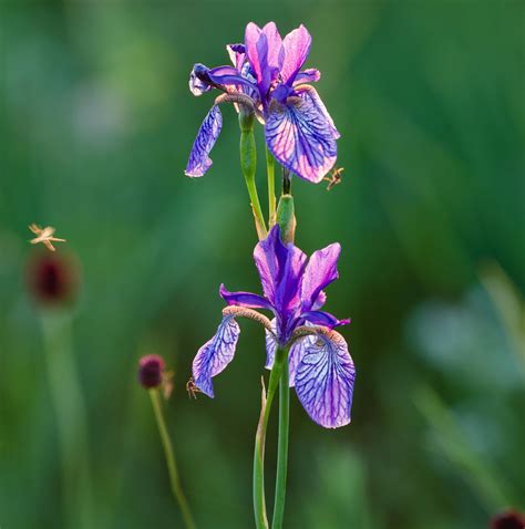 Growing the Siberian Iris | Almanac.com