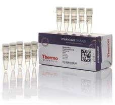 Buy Maxima H Minus Double-Stranded cDNA Synthesis Kit, 10 rxn K2561 in ...