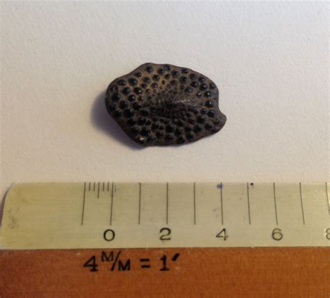 Purse park, Maryland (Potomac river) - Fossil ID - The Fossil Forum