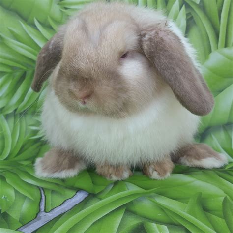 Holland Lop Rabbits For Sale | Riverside, CA #267284