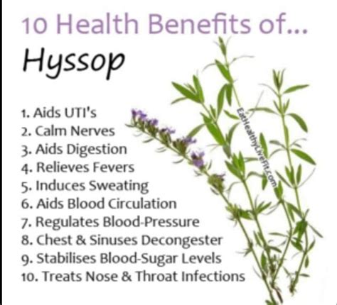 Pin by Clarisa Vega on Herbs 🌿 | Medicinal herbs remedies, Medical ...