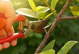 Image result for Tree Pruning Guide