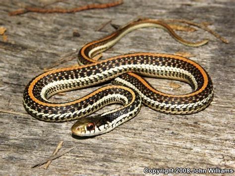 Image result for A Snake Using a Computer