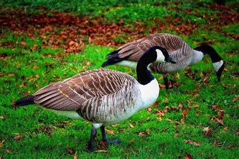 Image result for Goose Sim