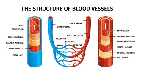 Capillaries Veins And Arteries