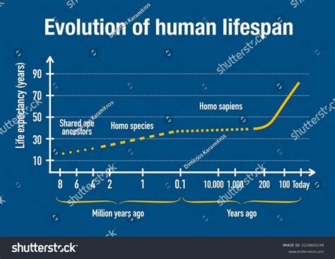 Evolution Human Life Expectancy Throughout History Stock Illustration ...