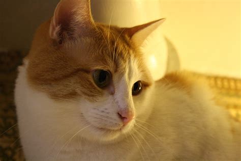 Cute Orange And White Cat