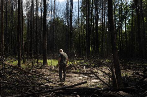 How Russia's war in Ukraine harms nature, from wildfires to dolphins to ...