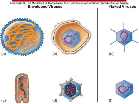 Viruses 的图像结果