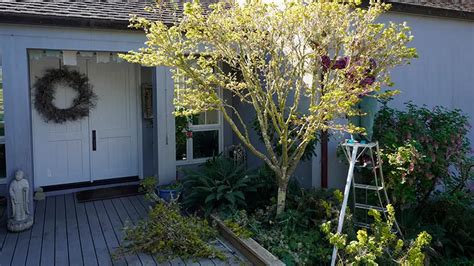 Image result for Tree Felling Escape Route