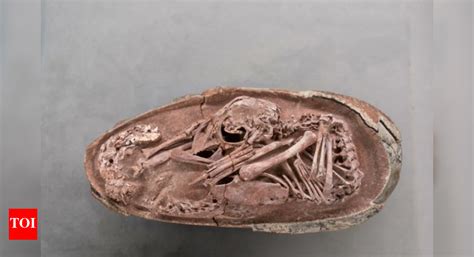 70-million-year-old dinosaur embryo found fossilised inside an egg that ...