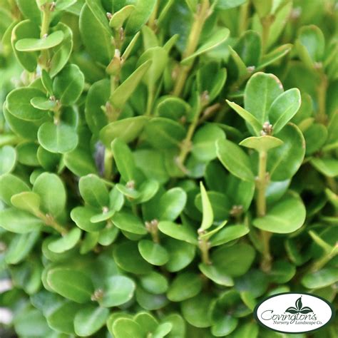 BOXWOOD dwarf english - Covingtons