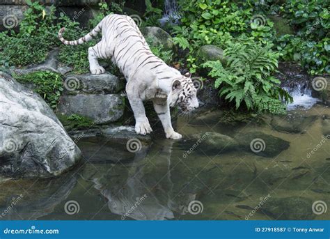 Bengal White Tiger stock image. Image of reflection, wildlife - 27918587