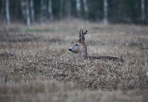 Deer in a forest | Premium Photo
