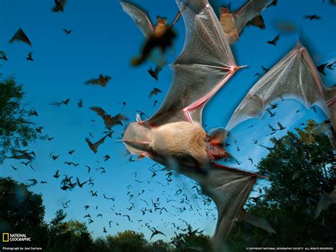Majestic Bat Flight HD Wallpaper