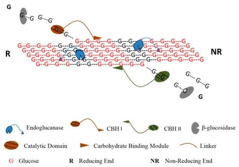 Improve Enzymatic Hydrolysis of Lignocellulosic Biomass by Modifying ...