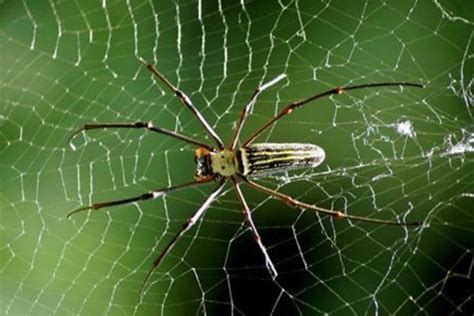 Spider venom may work as painkiller for irritable bowel syndrome