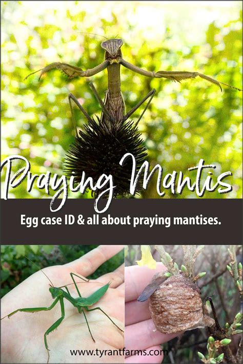 Praying mantis egg case identification — and all about praying mantises ...