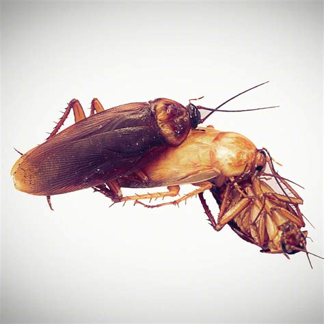 Reproduction in Cockroach 的图像结果