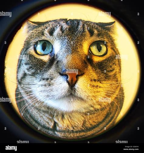 Cat Fish Eye Lens at James Tarvin blog