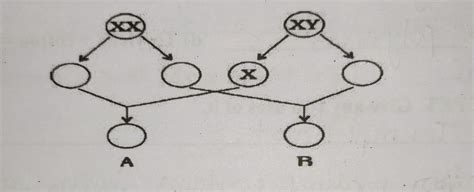 what is the process depicted in the diagram - Brainly.in