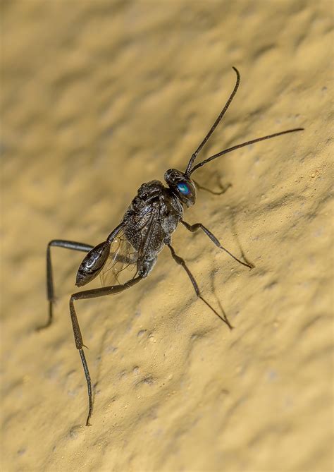 15 Common Blue and Black-Blue Wasps (With Pictures)