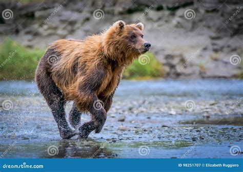 Grizzly Bear Running Full Speed