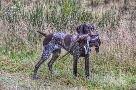 Abby with her first pheasant at 9 months. | German shorthaired pointer ...