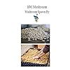 BM MUSHROOM Florida Oyster Spawn, 1kg Plus 5 PP Bags. : Amazon.in ...