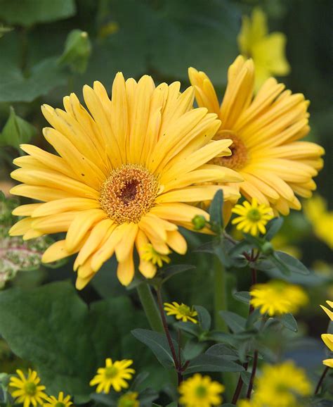 35 Yellow Flowers to Brighten and Complement Your Garden