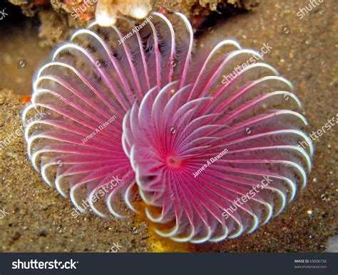 Pink Feather Duster Worm Sabellastarte Indica Stock Photo 69006736 ...