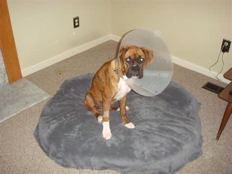 Boxer Dogs Throw Up 的图像结果