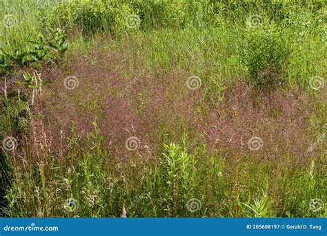 Purple Love Grass 809191 stock image. Image of fluffy - 205608197