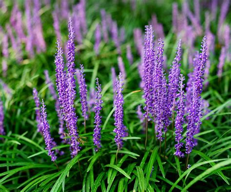 The benefits of ground cover plants and where to use them | Homes and ...