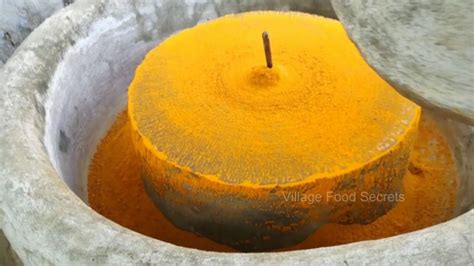 Process of Getting Turmeric Powder 的图像结果