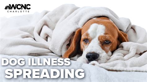 What Is The First Sign Of Canine Flu