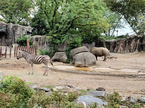 Zoo Train To My 的图像结果