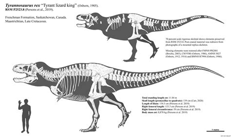 Tyrannosaurus Skelet Tyrannosaurus Rex Skull Expected To Fetch £13m