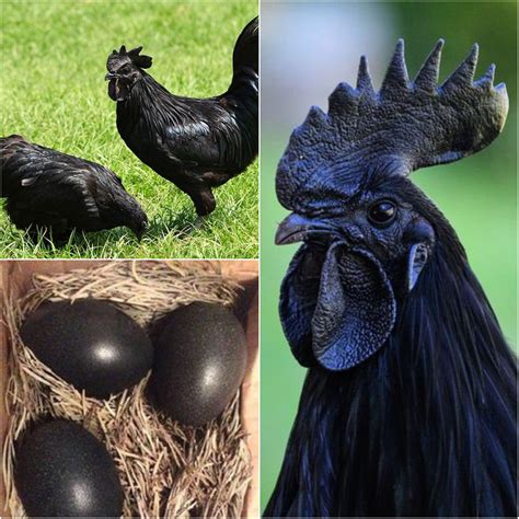 What Chickens Have Black Meat at Sam Moonlight blog
