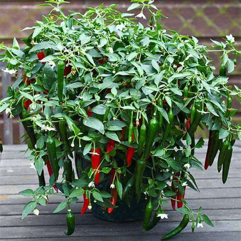 Buy Chilli Seeds online from Nurserylive at lowest price.