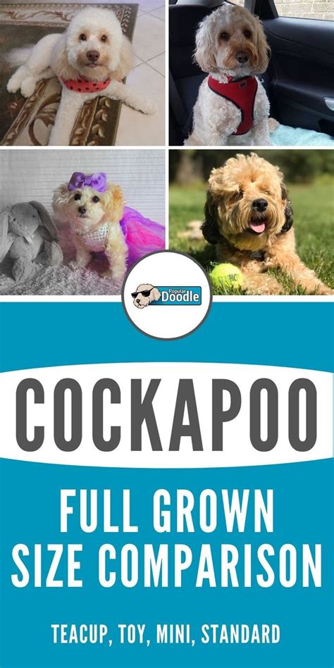 Cockapoo Size 的图像结果