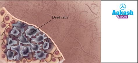 Difference Between Unicellular and Multicellular Organisms in Biology ...