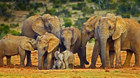 Elephant Family Wallpapers - Top Free Elephant Family Backgrounds - WallpaperAccess - family of elephants
