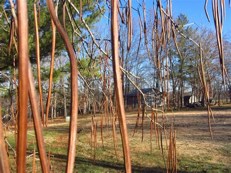 Cigar Tree 的图像结果