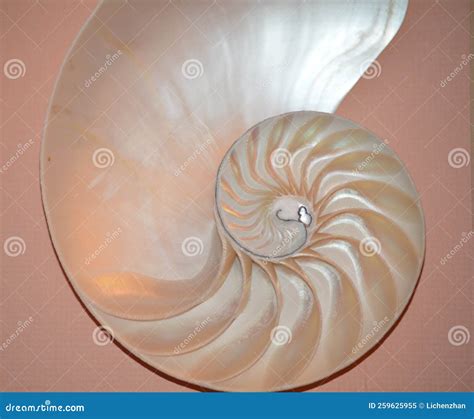 Image result for Shell Inside