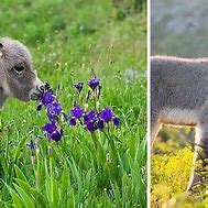 Image result for Bunny Smelling Flowers