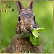 Image result for Spring Animals Bunnies